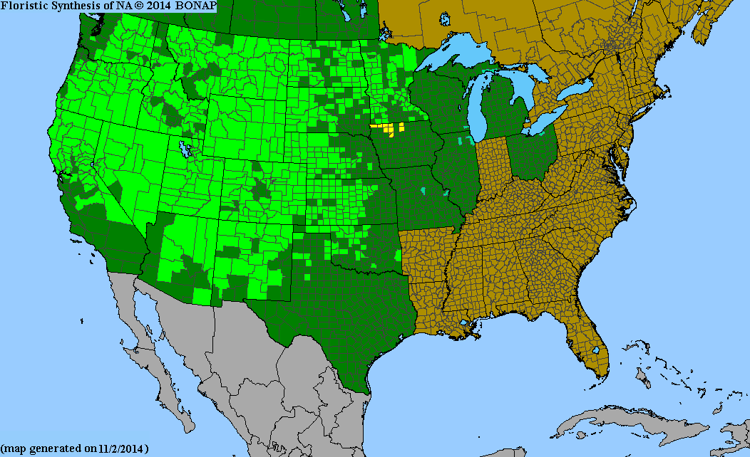 County distribution map of Asclepias speciosa - Showy Milkweed
